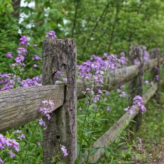 Fence Row